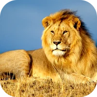 Lion Wallpaper 2025